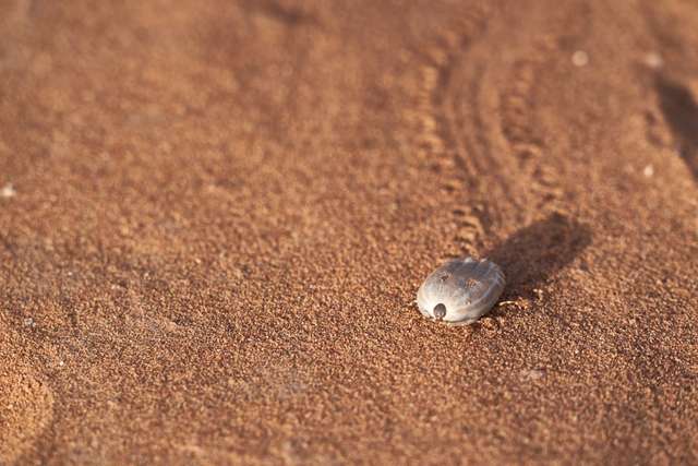 tick on sand