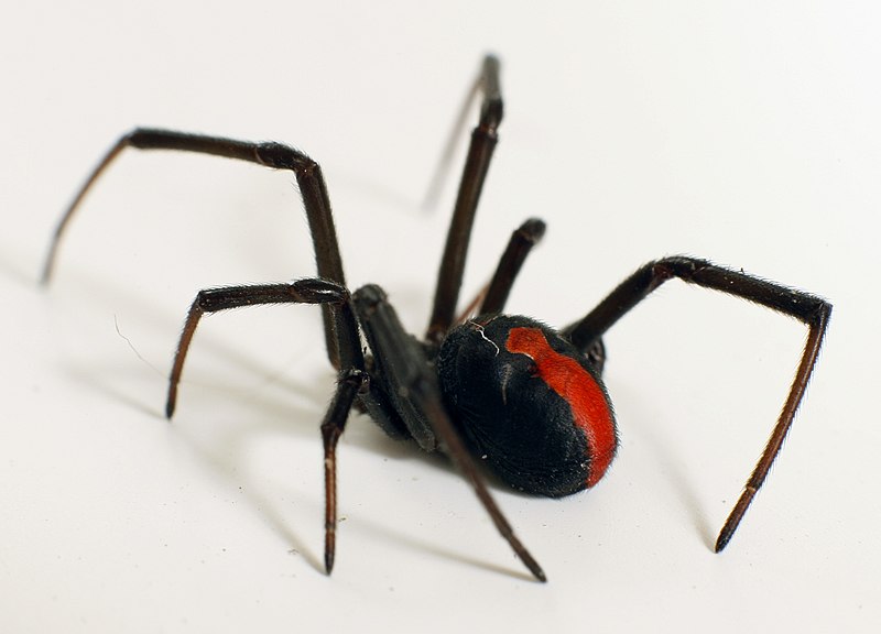 red back spider