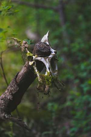 pelvis, mossy, left on branch